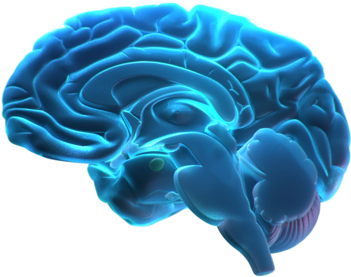 Healthy Brain Interactive Tool